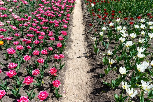 A spring garden path runs between colorful tulip flower beds, showcasing different tulip varieties, including white, red, and pink blossoms, under bright sunlight