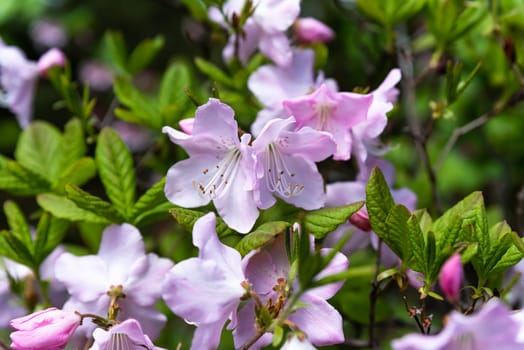 Rhododendron schlippenbachii, also called royal azalea, blooming in spring on the Russian Far East, surrounded by fresh green foliage, highlighting the region’s natural beauty