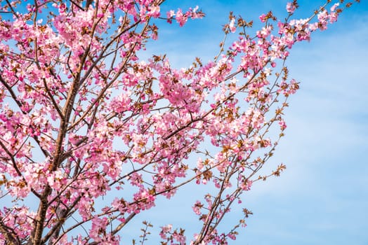 Horizontal photo of blooming sakura branches with pink flowers against a blue sky. Ample empty space for text or logo, perfect for spring-themed designs or backgrounds