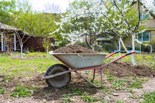 A wheelbarrow filled with soil stands in a spring garden, ready for planting. Blooming plum trees are in the background, symbolizing the season of gardening and growth