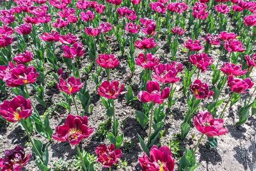 Field of bright pink fuchsia tulips in full bloom under sunlight. The flowers are likely of the "Double Late" tulip variety, known for their layered, lush petals