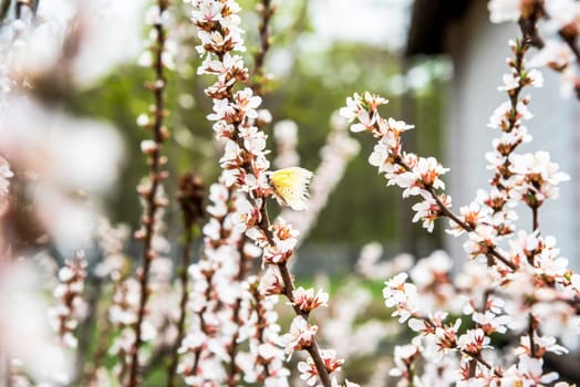 A yellow butterfly Nymphalis antiopa, family Nymphalidae rests on a blooming cherry branch in springtime. Delicate white flowers with pink hues create a serene natural