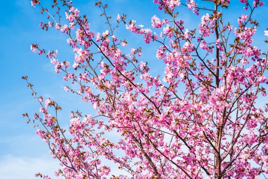 Cherry blossom tree in full bloom against a clear blue sky. The delicate pink flowers symbolize spring's arrival, showcasing nature's beauty and tranquility