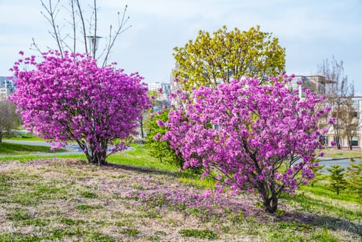 Blooming rhododendron shrubs in spring on the Russian Far East, surrounded by green grass and urban scenery. A vibrant and warm scene showcasing nature and renewal