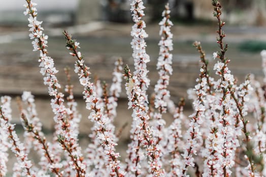 Cherry blossoms in full bloom, showcasing delicate white petals on thin branches. Captured in a soft focus, symbolizing spring, renewal, and the beauty of nature's beginnings