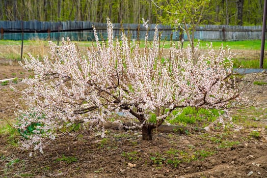 A blooming cherry tree in full view during spring, surrounded by fresh greenery and soil, set against a rustic Far East Russian garden with a fence in the background