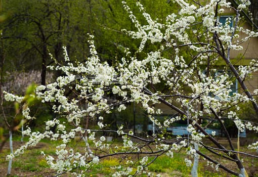 A blossoming plum tree with white flowers in full bloom, surrounded by lush greenery and a rustic house in the background, symbolizing springtime in the countryside