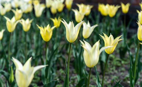 Yellow tulips in full bloom on a flowerbed during spring. A soft-focus background creates a dreamy atmosphere, perfect for a postcard or design with copy space