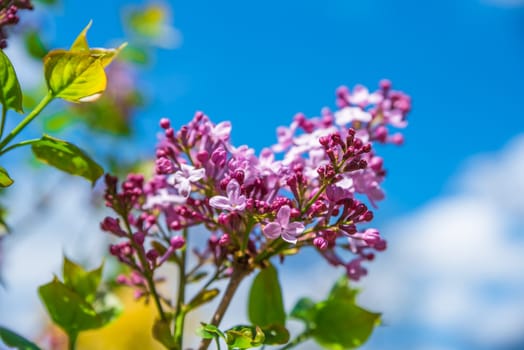 A blooming lilac branch with vibrant purple flowers and fresh green leaves against a clear blue sky on a sunny spring day. Close-up view of the delicate blossoms