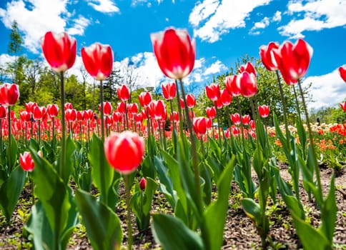 Bright red tulips blooming in a garden under a vibrant blue sky with fluffy white clouds, creating a cheerful spring atmosphere
