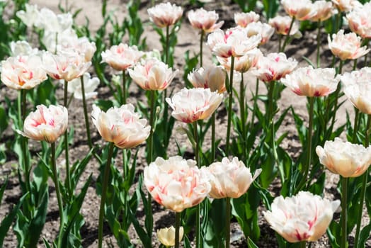 Cream-colored tulips with pink streaks bloom in a garden under sunlight. The flowers resemble the "Angelique" tulip variety, known for their delicate, peony-like petals