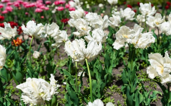 A spring flower bed with blooming white parrot tulips surrounded by green foliage and colorful tulips in the background under bright sunlight