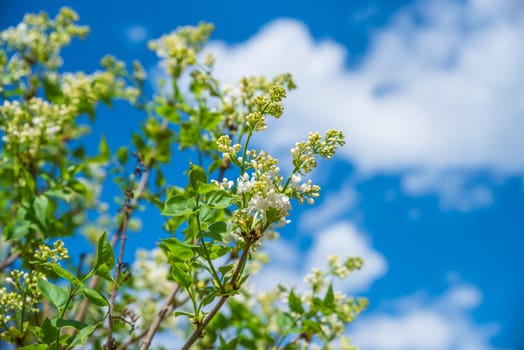 A branch of white Syringa in bloom with green leaves against a bright blue sky with soft white clouds. Focus on the plant, capturing the essence of spring and nature