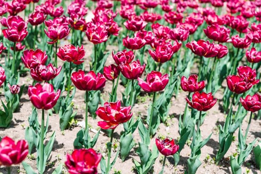 A vibrant field of double late tulips with red and pink petals blooming in the sunlight. Green leaves contrast with the vivid flowers, growing in neatly arranged rows