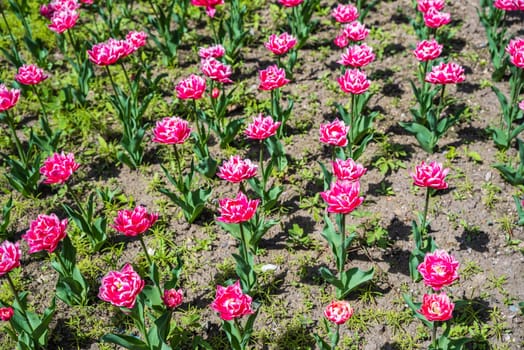 Bright pink tulips blooming in a garden during spring, symbolizing renewal and the beginning of the season. Perfect for greeting cards or spring-themed designs