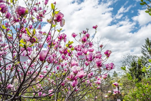 Pink saucer magnolias blooming under a bright blue spring sky, surrounded by fresh greenery. Photographed in Primorsky Krai, Russian Far East