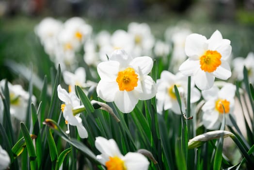 Bright white daffodils with orange centers blooming in a lush green garden during spring, captured under natural sunlight