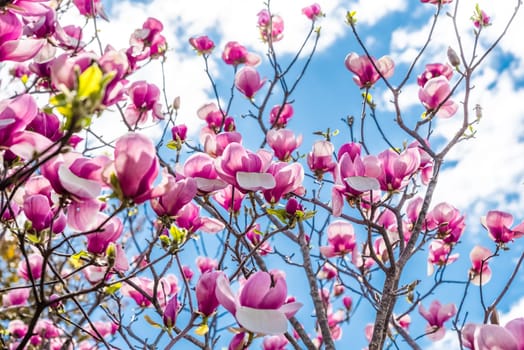 Blooming pink Saucer Magnolias under a clear blue sky in spring, Primorsky Krai, Russian Far East