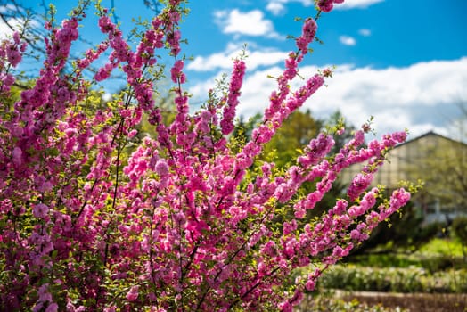 Blooming branches of double-flowered Prunus triloba, covered with vivid pink blossoms, stand out against a clear blue sky in a botanical garden. A vibrant symbol of spring in Russia
