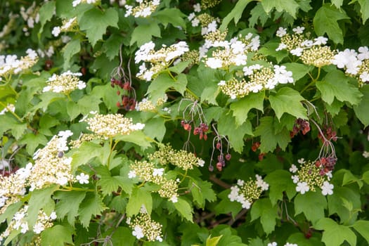 delicate inflorescences of three-lobed viburnum (Viburnum trilobata, lat.) and dried last year's berries, contains vitamins, antioxidants, medicinal tea is brewed from flowers and berries,