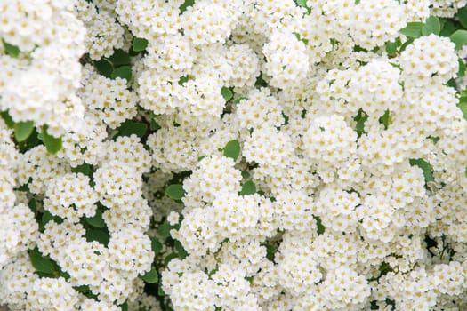Snow-white flowers of spirea are collected in umbrella-shaped inflorescences, abundantly covering the entire bush, (lat. Spiraea vanhouttei) is a deciduous ornamental shrub of the Rosaceae family,