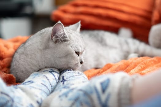 A sleepy kitten with paws sleeps comfortably on an orange blanket, resting in a warm cozy house at the feet of its owner in blue woolen socks,