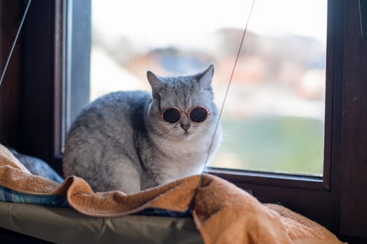 domestic gray cat scottish straight in dark sunglasses sits in hammock hanging on window, pet fashion show,horizontal photo,