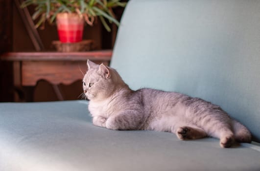 Scottish straight gray kitten peacefully lying on blue sofa in room with sleepy eyes and folded front paws, concept of comfort and warmth for pet,