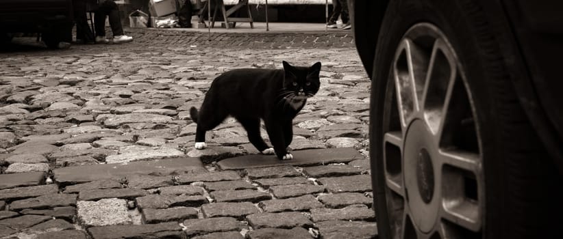 A black cat sits on a sidewalk tile in the city in an interesting funny pose with a surprised look. High quality photo