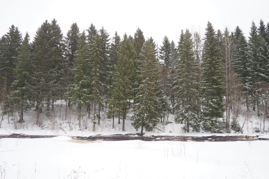 A spruce forest, or spruce grove, is an old natural forest in which the dominant species is the spruce Picea. It belongs to the evergreen dark coniferous forests. The Lososinka River in Karelia.