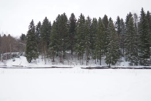 A spruce forest, or spruce grove, is an old natural forest in which the dominant species is the spruce Picea. It belongs to the evergreen dark coniferous forests. The Lososinka River in Karelia.