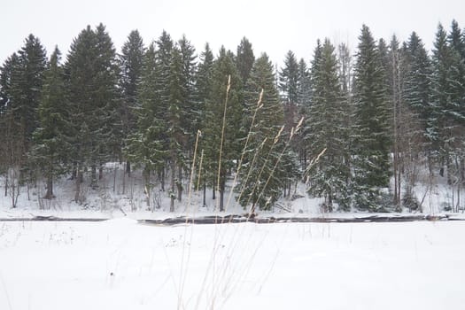 A spruce forest, or spruce grove, is an old natural forest in which the dominant species is the spruce Picea. It belongs to the evergreen dark coniferous forests. The Lososinka River in Karelia.
