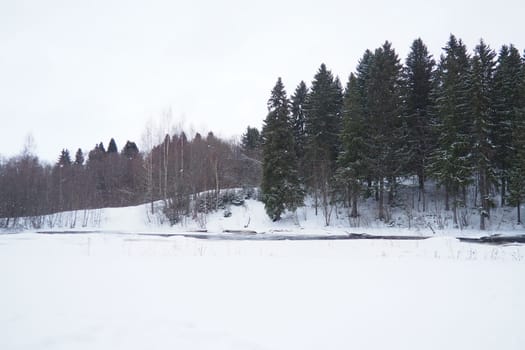 A spruce forest, or spruce grove, is an old natural forest in which the dominant species is the spruce Picea. It belongs to the evergreen dark coniferous forests. The Lososinka River in Karelia.
