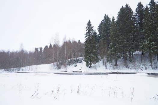 A spruce forest, or spruce grove, is an old natural forest in which the dominant species is the spruce Picea. It belongs to the evergreen dark coniferous forests. The Lososinka River in Karelia.