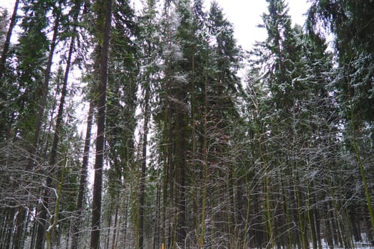 Spruce Picea is a coniferous evergreen tree of the Pine family Pinaceae. Evergreen trees. Common spruce, or Norway spruce Picea abies is widespread in northern Europe. Snowy winter coniferous forest.