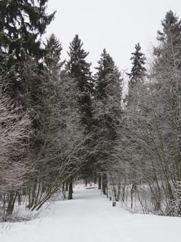 Spruce Picea is a coniferous evergreen tree of the Pine family Pinaceae. Evergreen trees. Common spruce, or Norway spruce Picea abies is widespread in northern Europe. Snowy winter coniferous forest.