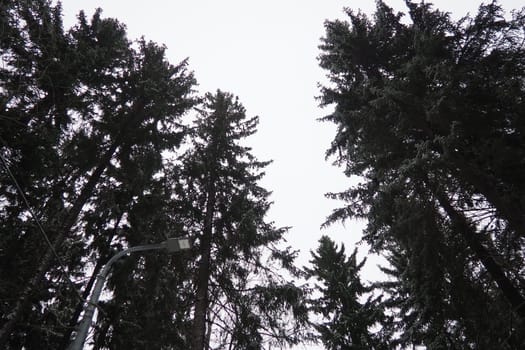 Spruce Picea is a coniferous evergreen tree of the Pine family Pinaceae. Evergreen trees. Common spruce, or Norway spruce Picea abies is widespread in northern Europe. Snowy winter coniferous forest.