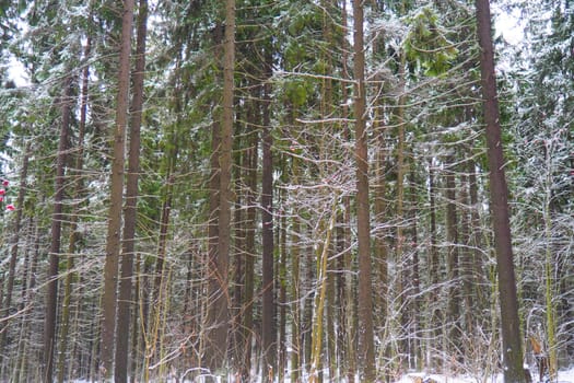 Spruce Picea is a coniferous evergreen tree of the Pine family Pinaceae. Evergreen trees. Common spruce, or Norway spruce Picea abies is widespread in northern Europe. Snowy winter coniferous forest.