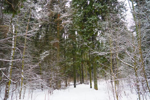 Spruce Picea is a coniferous evergreen tree of the Pine family Pinaceae. Evergreen trees. Common spruce, or Norway spruce Picea abies is widespread in northern Europe. Snowy winter coniferous forest.
