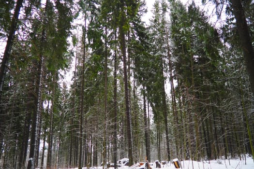 Spruce Picea is a coniferous evergreen tree of the Pine family Pinaceae. Evergreen trees. Common spruce, or Norway spruce Picea abies is widespread in northern Europe. Snowy winter coniferous forest.