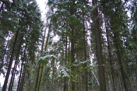Spruce Picea is a coniferous evergreen tree of the Pine family Pinaceae. Evergreen trees. Common spruce, or Norway spruce Picea abies is widespread in northern Europe. Snowy winter coniferous forest.