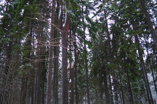 Spruce Picea is a coniferous evergreen tree of the Pine family Pinaceae. Evergreen trees. Common spruce, or Norway spruce Picea abies is widespread in northern Europe. Snowy winter coniferous forest.