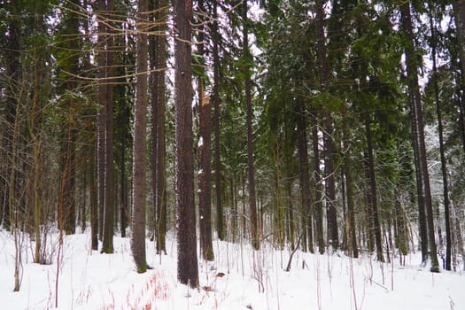 Spruce Picea is a coniferous evergreen tree of the Pine family Pinaceae. Evergreen trees. Common spruce, or Norway spruce Picea abies is widespread in northern Europe. Snowy winter coniferous forest.