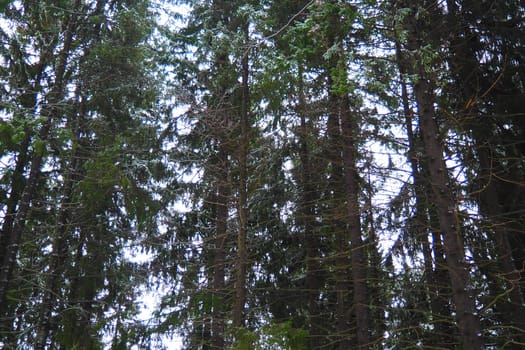 Spruce Picea is a coniferous evergreen tree of the Pine family Pinaceae. Evergreen trees. Common spruce, or Norway spruce Picea abies is widespread in northern Europe. Snowy winter coniferous forest.