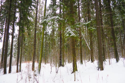 Spruce Picea is a coniferous evergreen tree of the Pine family Pinaceae. Evergreen trees. Common spruce, or Norway spruce Picea abies is widespread in northern Europe. Snowy winter coniferous forest.