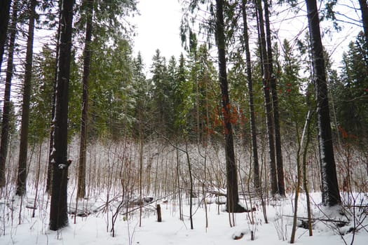 Spruce Picea is a coniferous evergreen tree of the Pine family Pinaceae. Evergreen trees. Common spruce, or Norway spruce Picea abies is widespread in northern Europe. Snowy winter coniferous forest.