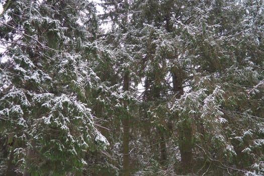 Spruce Picea is a coniferous evergreen tree of the Pine family Pinaceae. Evergreen trees. Common spruce, or Norway spruce Picea abies is widespread in northern Europe. Snowy winter coniferous forest.