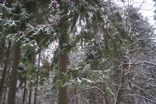 Spruce Picea is a coniferous evergreen tree of the Pine family Pinaceae. Evergreen trees. Common spruce, or Norway spruce Picea abies is widespread in northern Europe. Snowy winter coniferous forest.