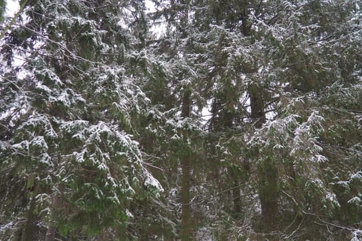 Spruce Picea is a coniferous evergreen tree of the Pine family Pinaceae. Evergreen trees. Common spruce, or Norway spruce Picea abies is widespread in northern Europe. Snowy winter coniferous forest.