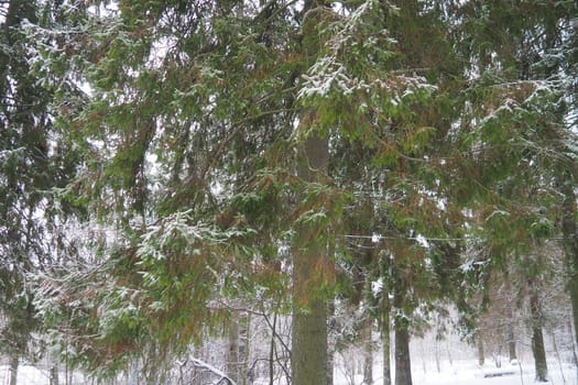 Spruce Picea is a coniferous evergreen tree of the Pine family Pinaceae. Evergreen trees. Common spruce, or Norway spruce Picea abies is widespread in northern Europe. Snowy winter coniferous forest.